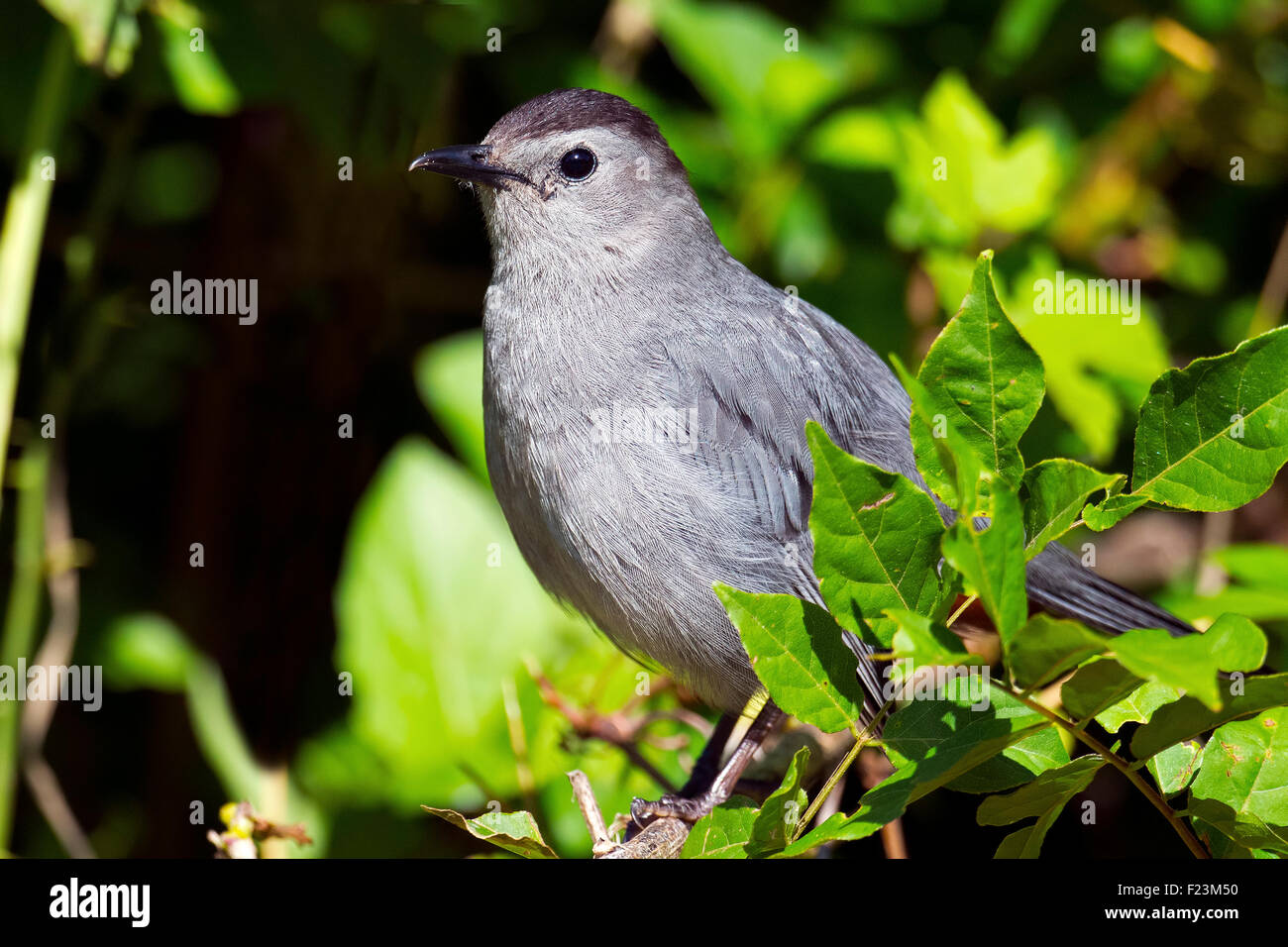 Gray Catbird Stock Photo