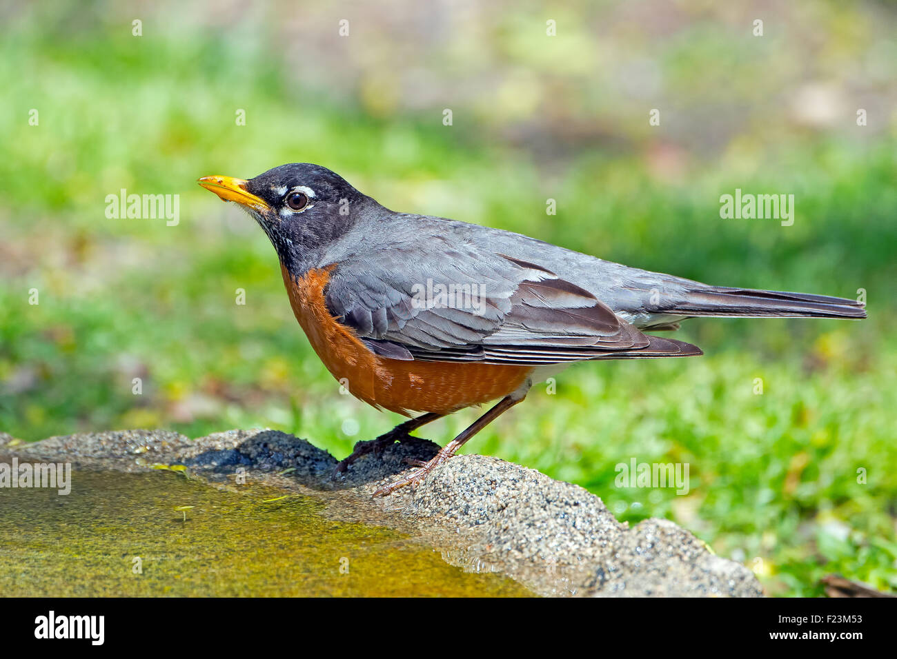 American Robin standing in a Birdbath Stock Photo