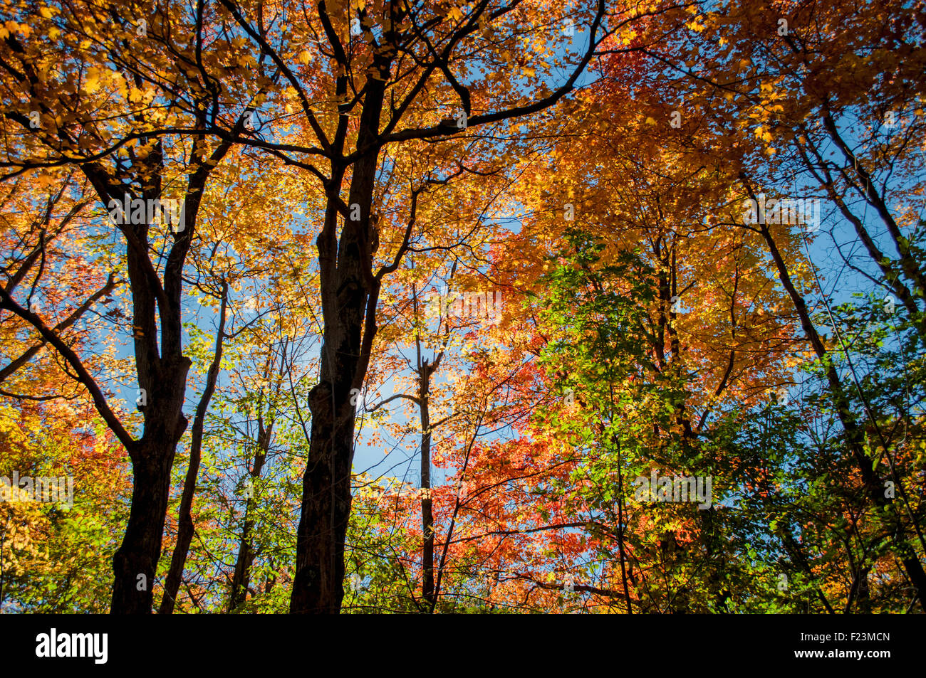 Fall foliage festival in Quebec Stock Photo Alamy