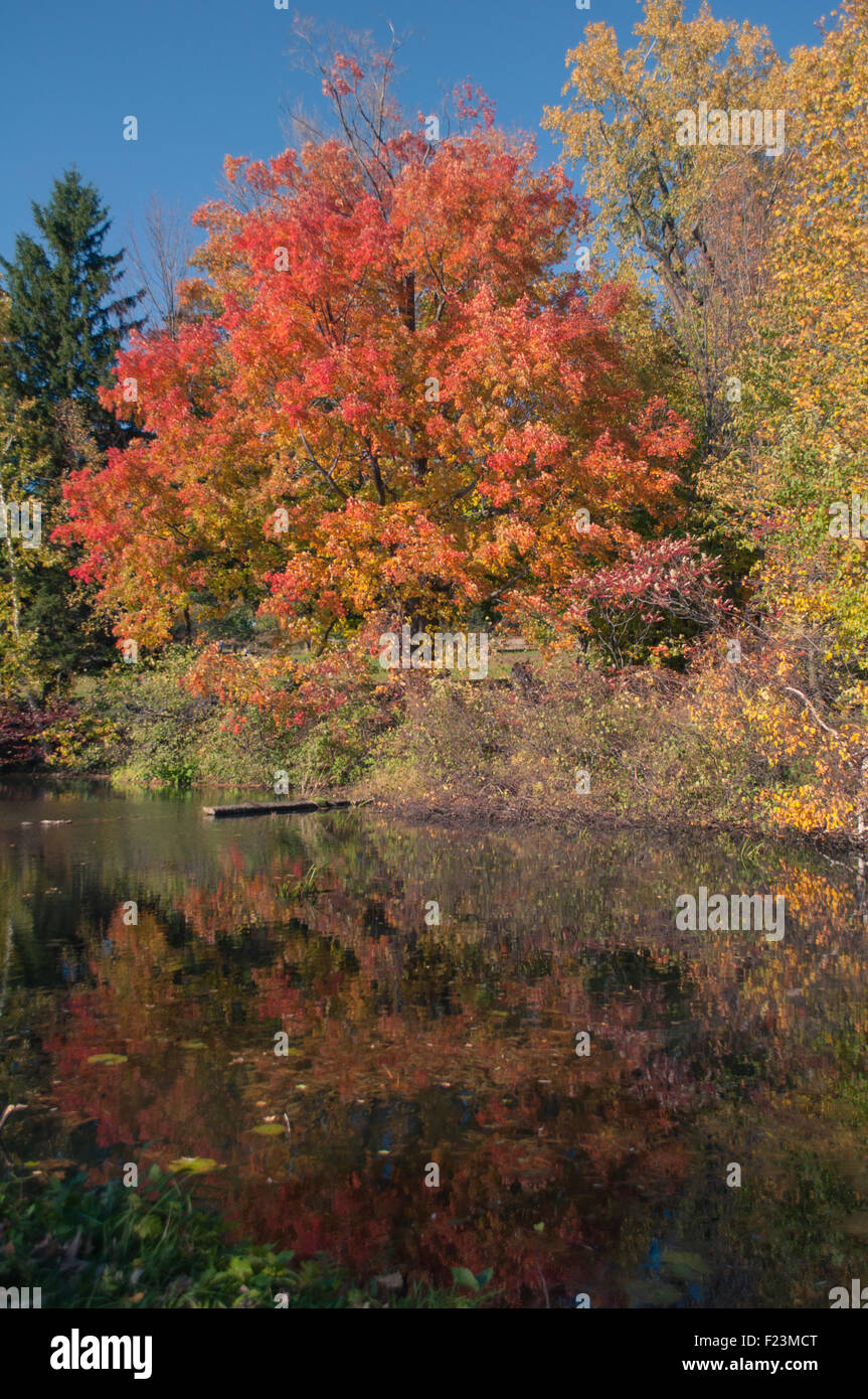 Fall foliage festival in Quebec Stock Photo Alamy