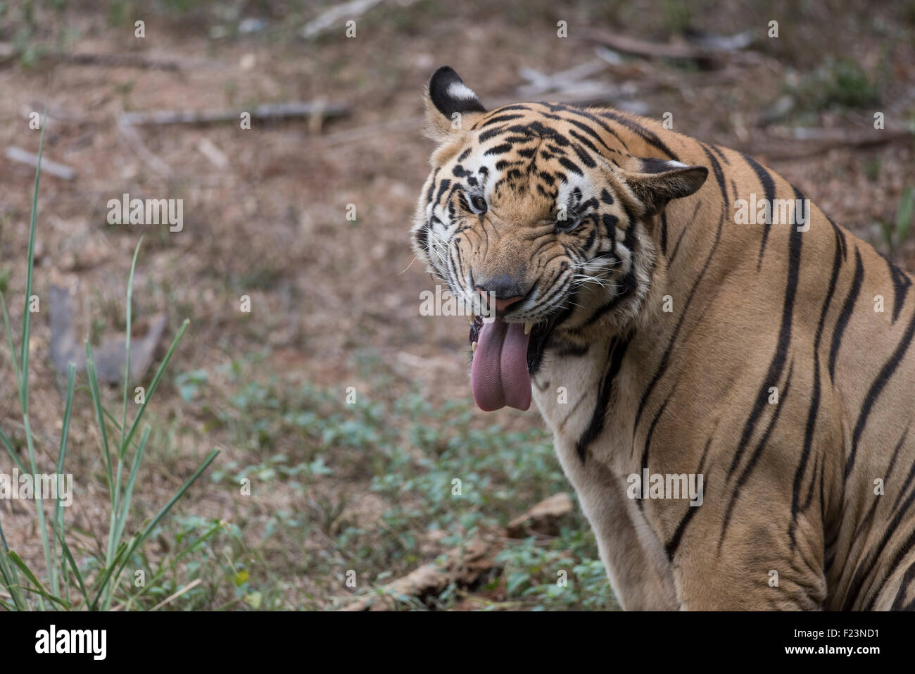 Bengal Tiger Smirking Stock Photo