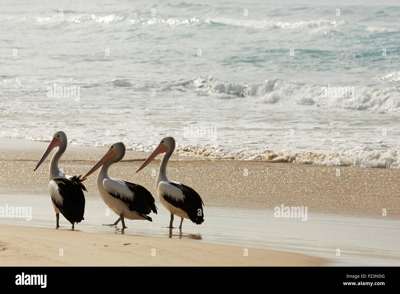 Pelecanus conspicillatus, Australian Pelicans on a beach in SE Queensland. Stock Photo