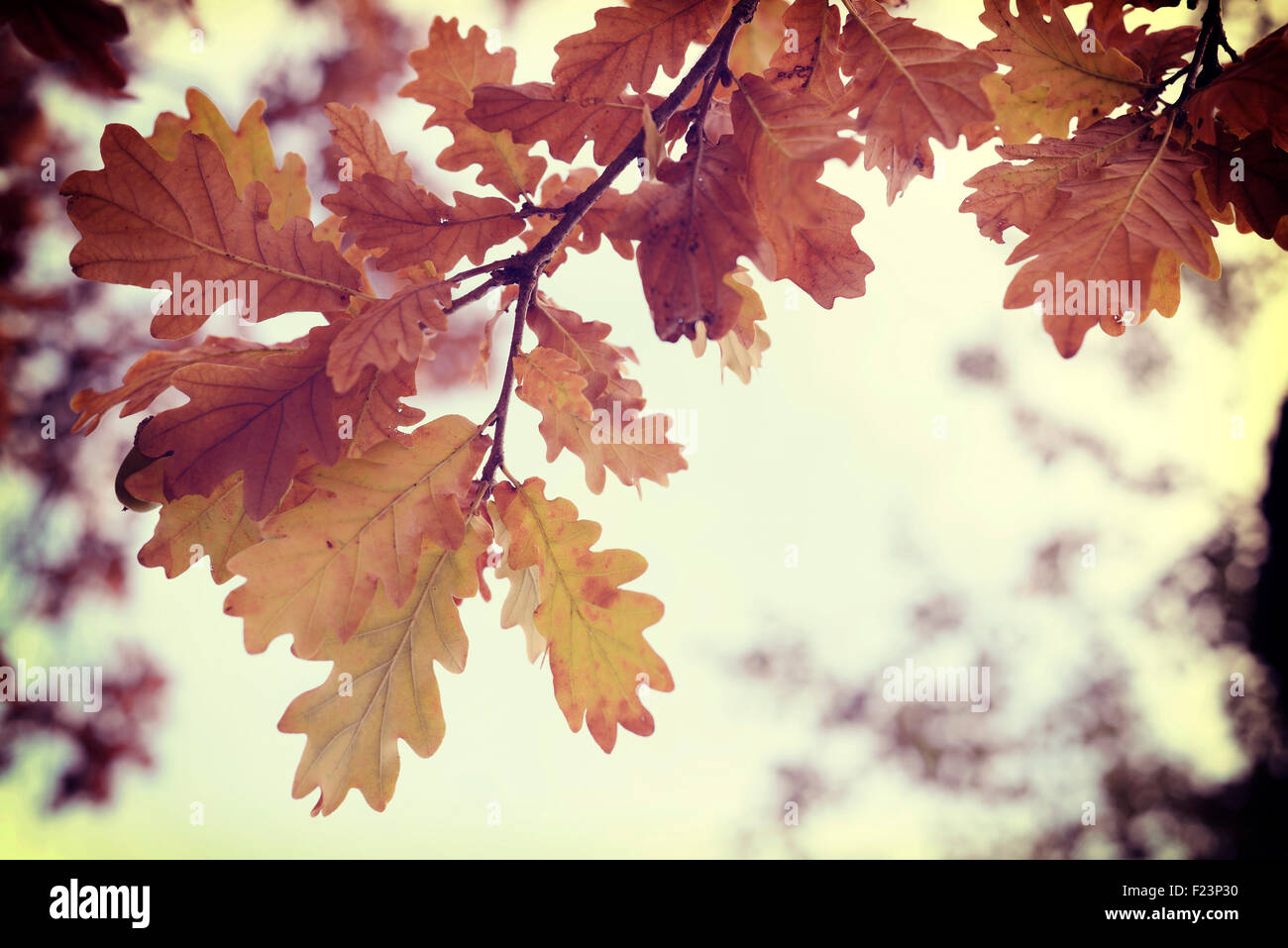 Fall season oak autumn tree leaves close up in sunset background with vintage style filter. Stock Photo