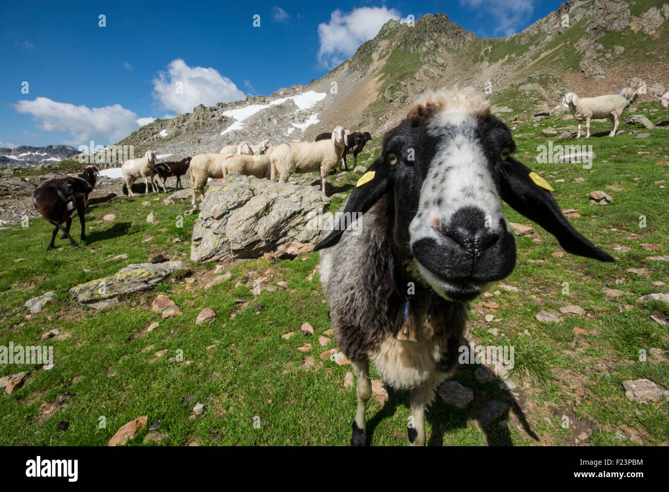 A sheep gets up close and personal high up in the Alps. Stock Photo