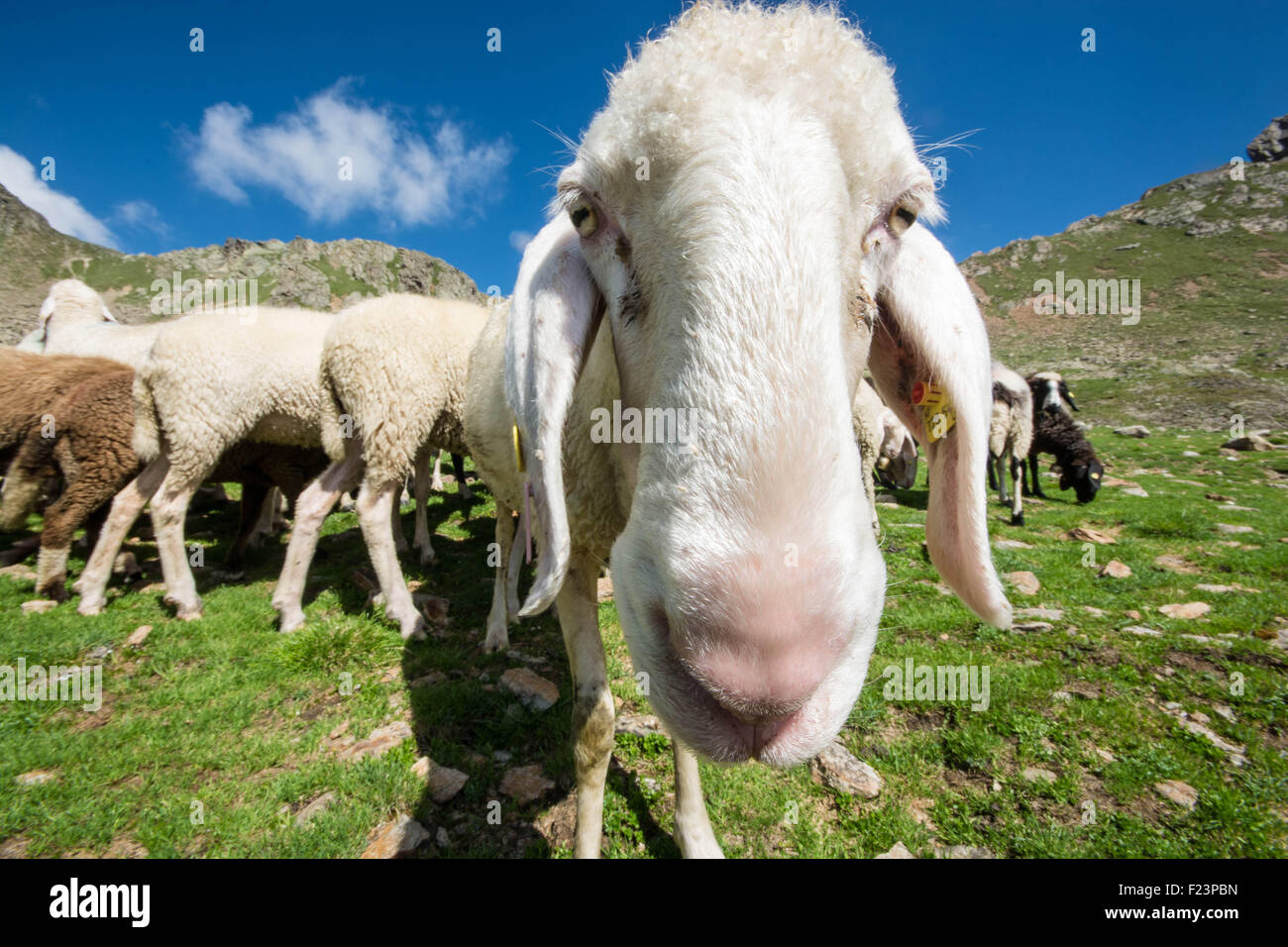 A sheep gets up close and personal high up in the Alps. Stock Photo