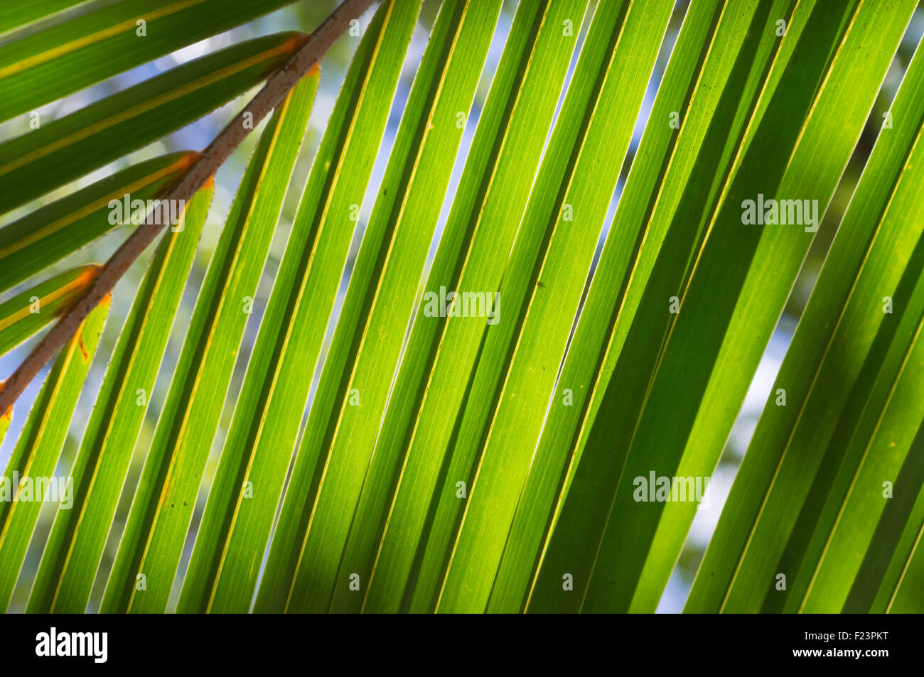 Branch palm tree close up hi-res stock photography and images - Alamy