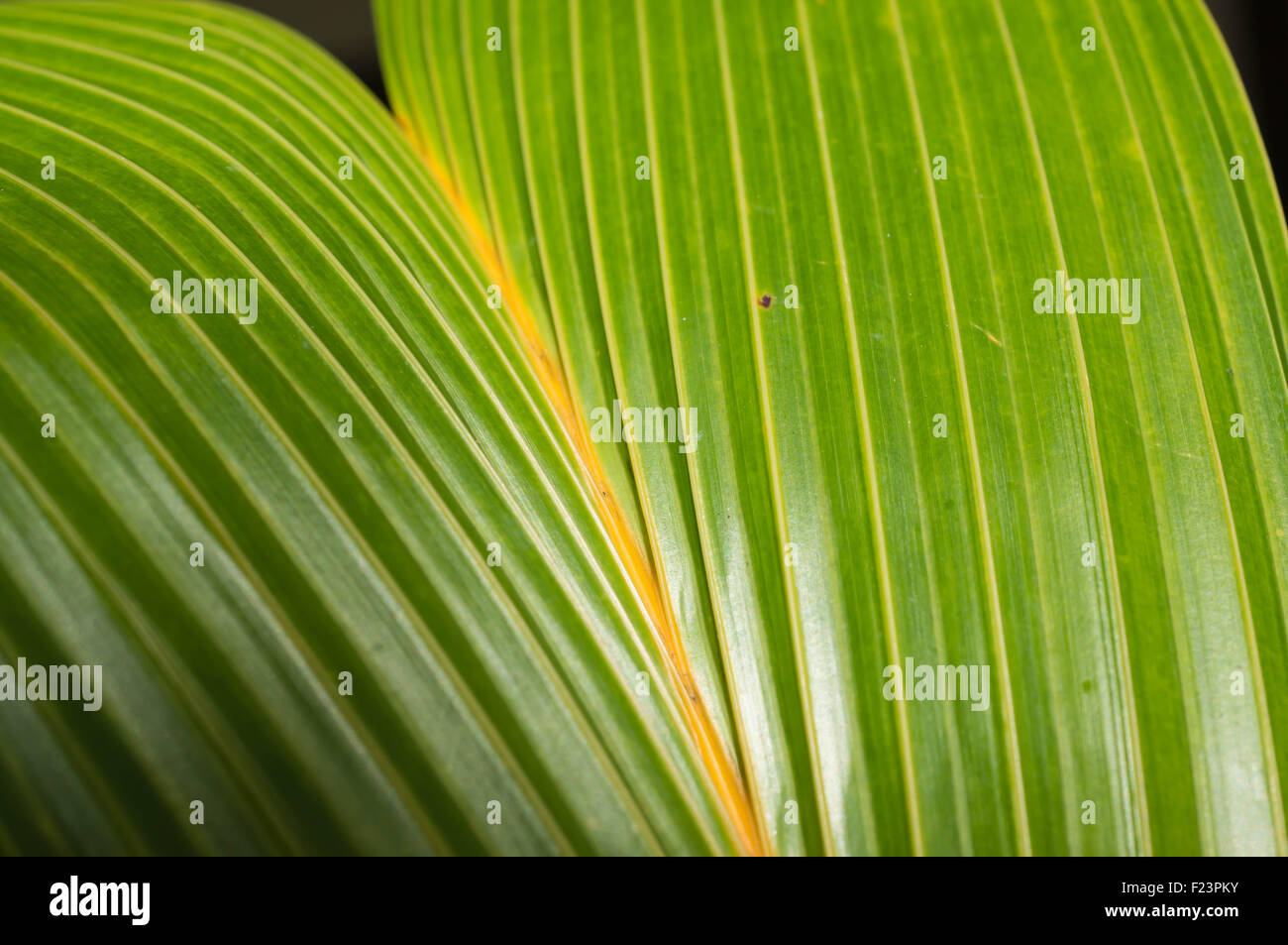 background-of-palm-leaves-close-up-stock-photo-alamy
