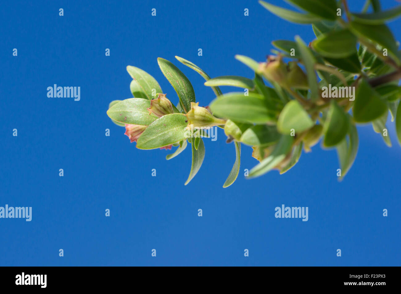 Tropical plants against a blue sky on a clear day Stock Photo - Alamy