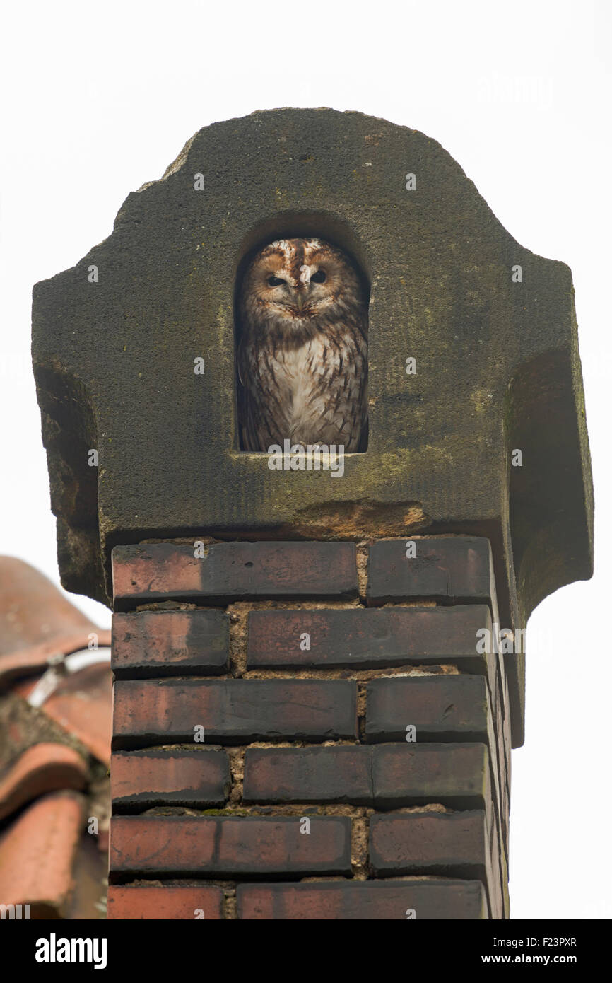 Tawny Owl / Waldkauz ( Strix aluco ) feels comfortable in an old chimney made out of red bricks. Stock Photo