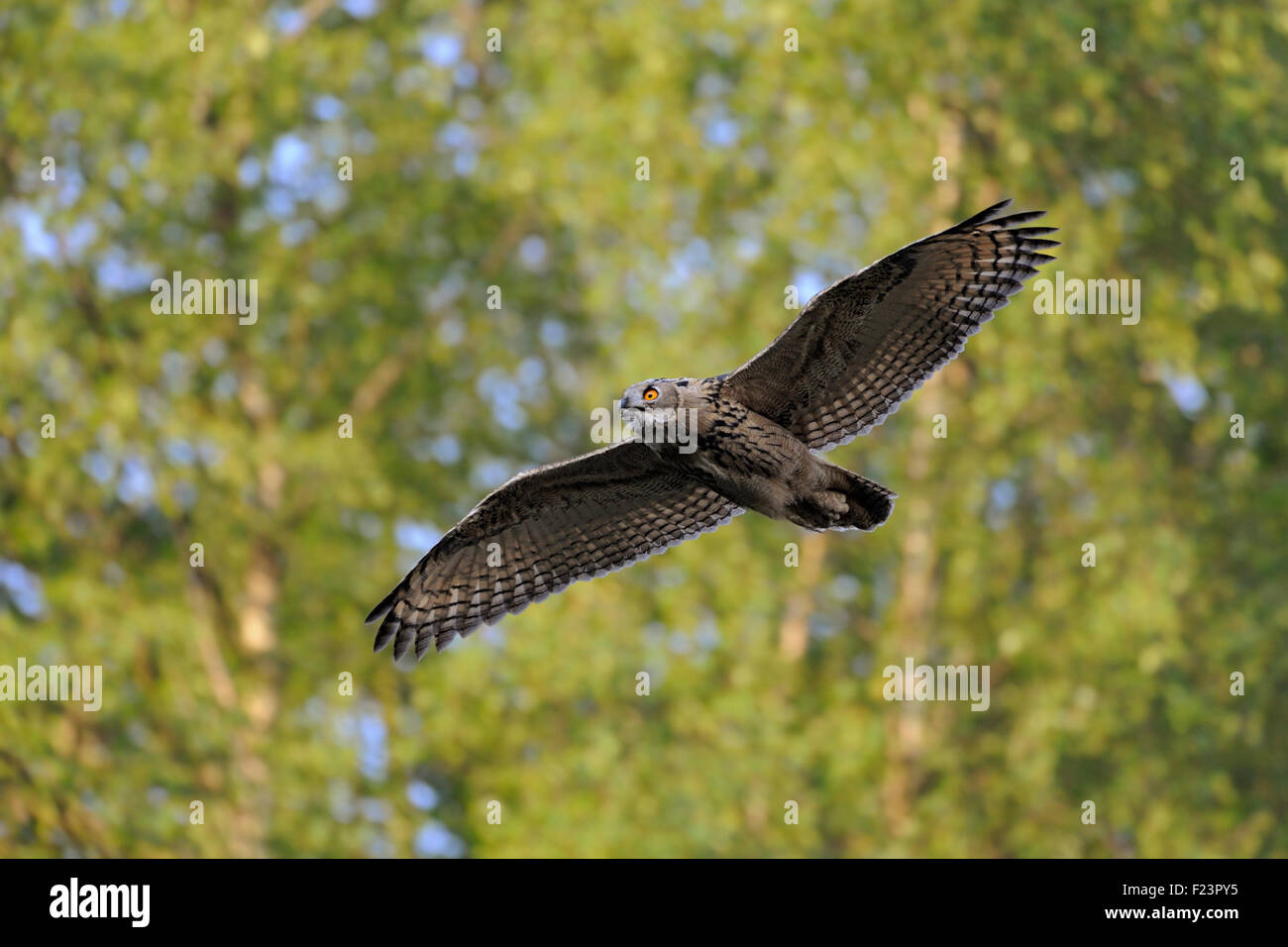 Wild majestic Northern Eagle Owl / Europaeischer Uhu ( Bubo bubo ) flies high above our heads. Stock Photo