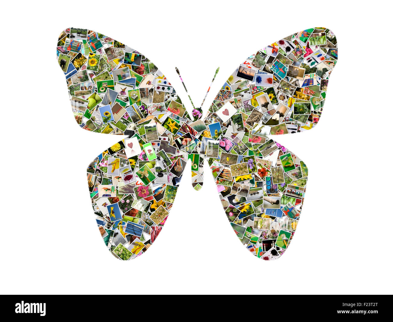 Butterfly, photo collage on white background Stock Photo Alamy