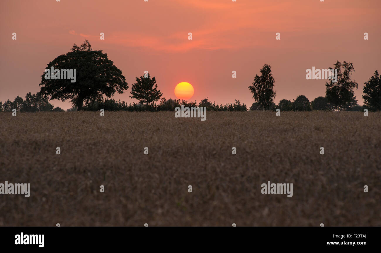 Sunset between trees, rye field, Mecklenburg-Western Pomerania, Germany Stock Photo