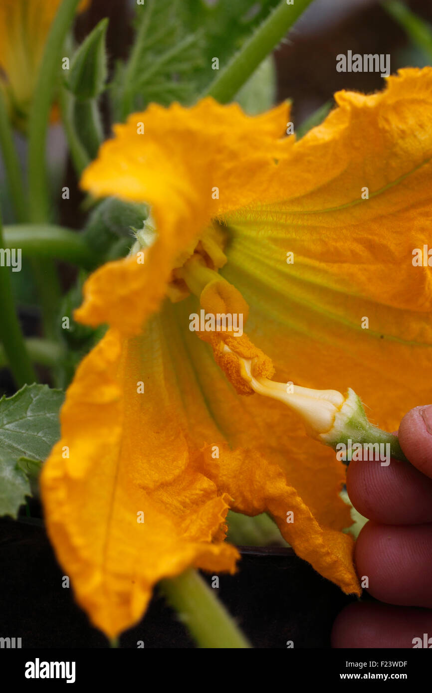 Curcurbita pepo 'Diamante' using a male flower to hand pollenate female flower Stock Photo