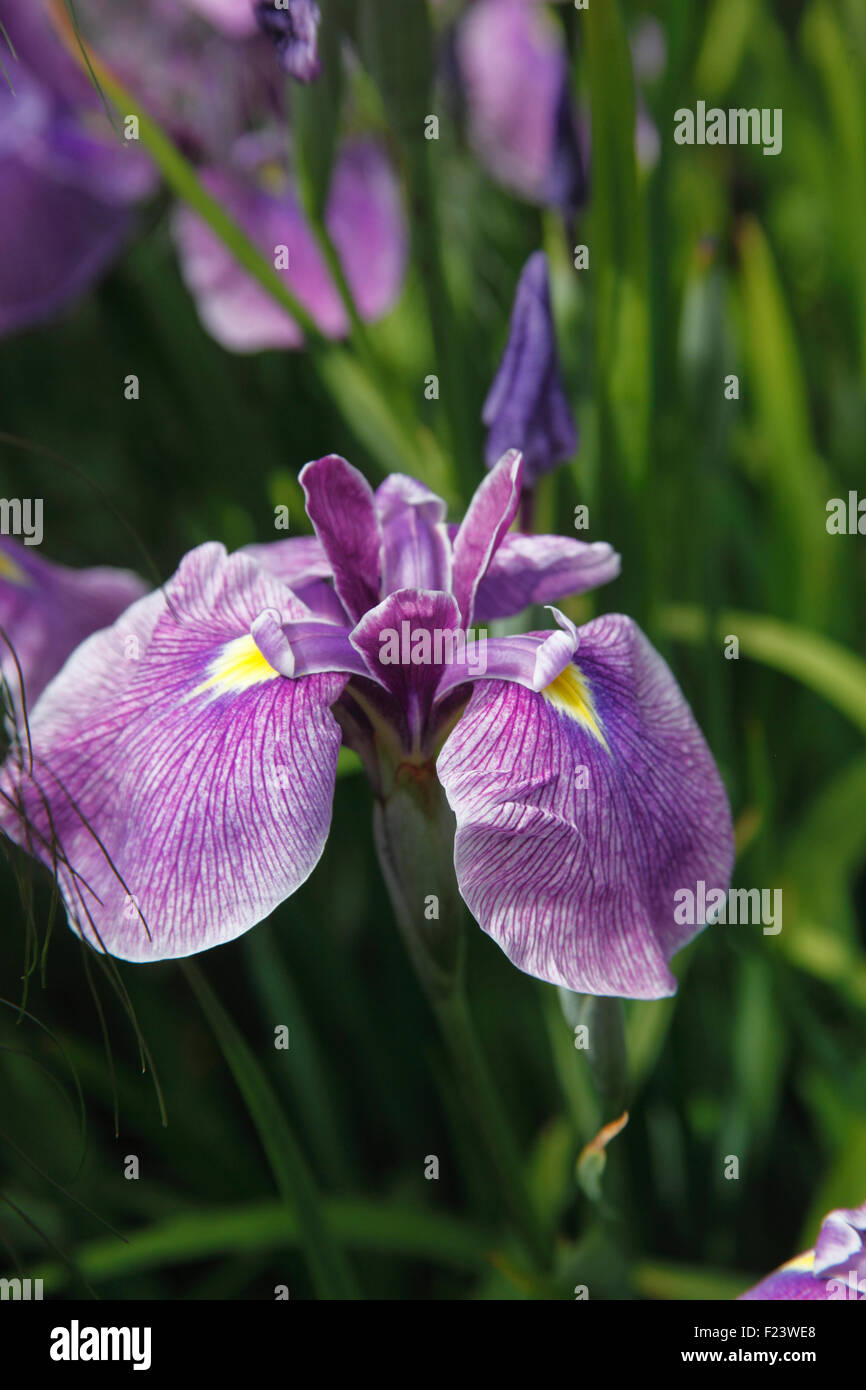 Iris ensata pink frost hires stock photography and images Alamy