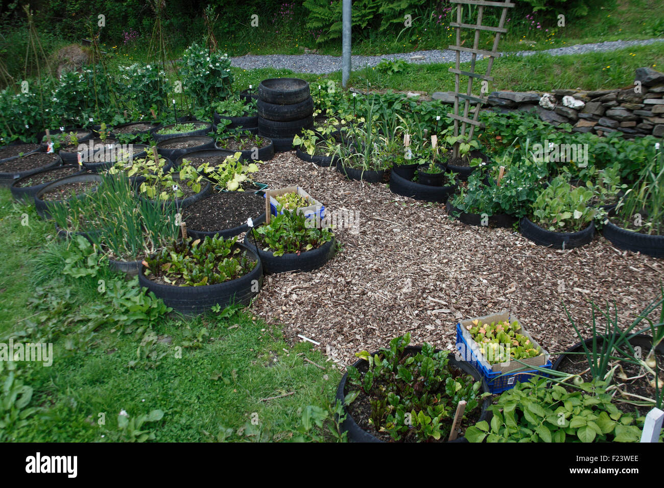 Vegetable tyre garden in late May Stock Photo