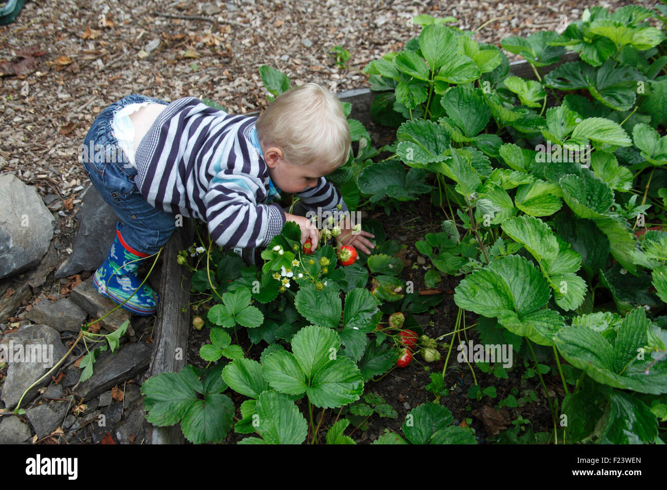 Children picking strawberries hi-res stock photography and images - Alamy