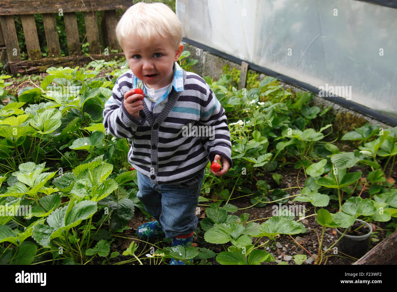 Toddler standing in strawberry bed eating strawberries Stock Photo Alamy