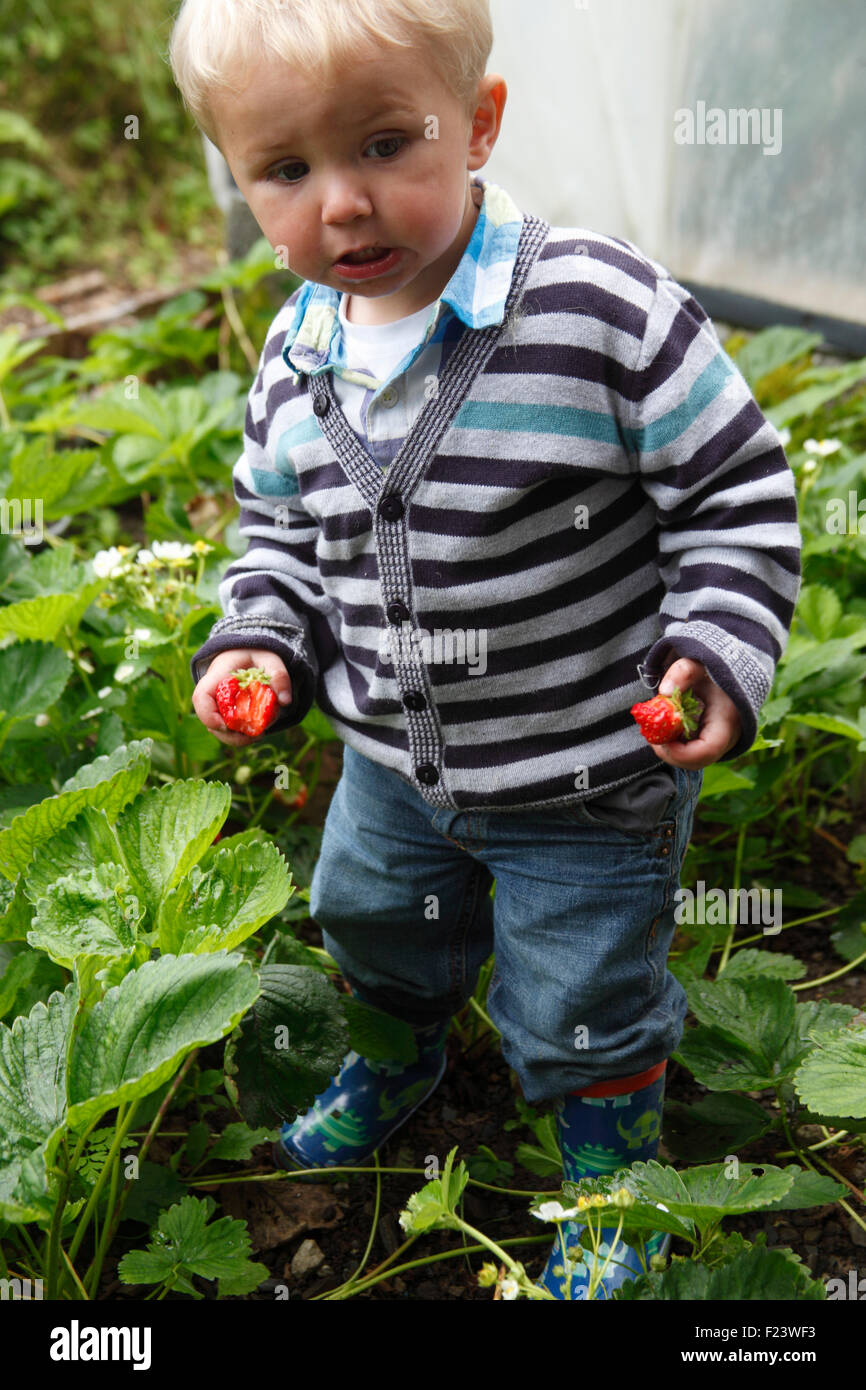 Toddler standing in strawberry bed eating strawberries Stock Photo Alamy