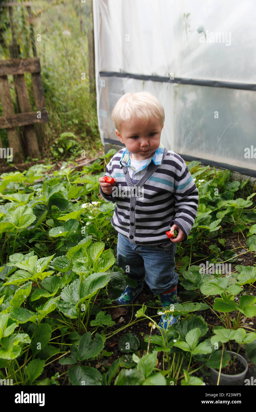 Toddler standing in strawberry bed eating strawberries Stock Photo Alamy
