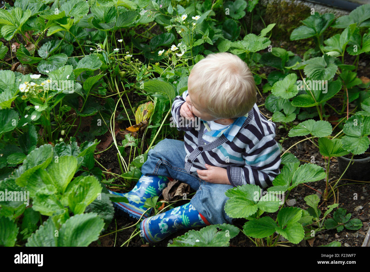 Toddler sitting in strawberry bed Stock Photo Alamy