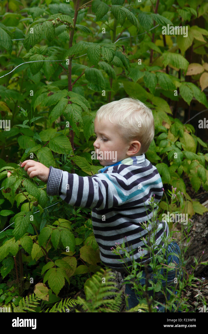 Toddler picking raspberries Stock Photo