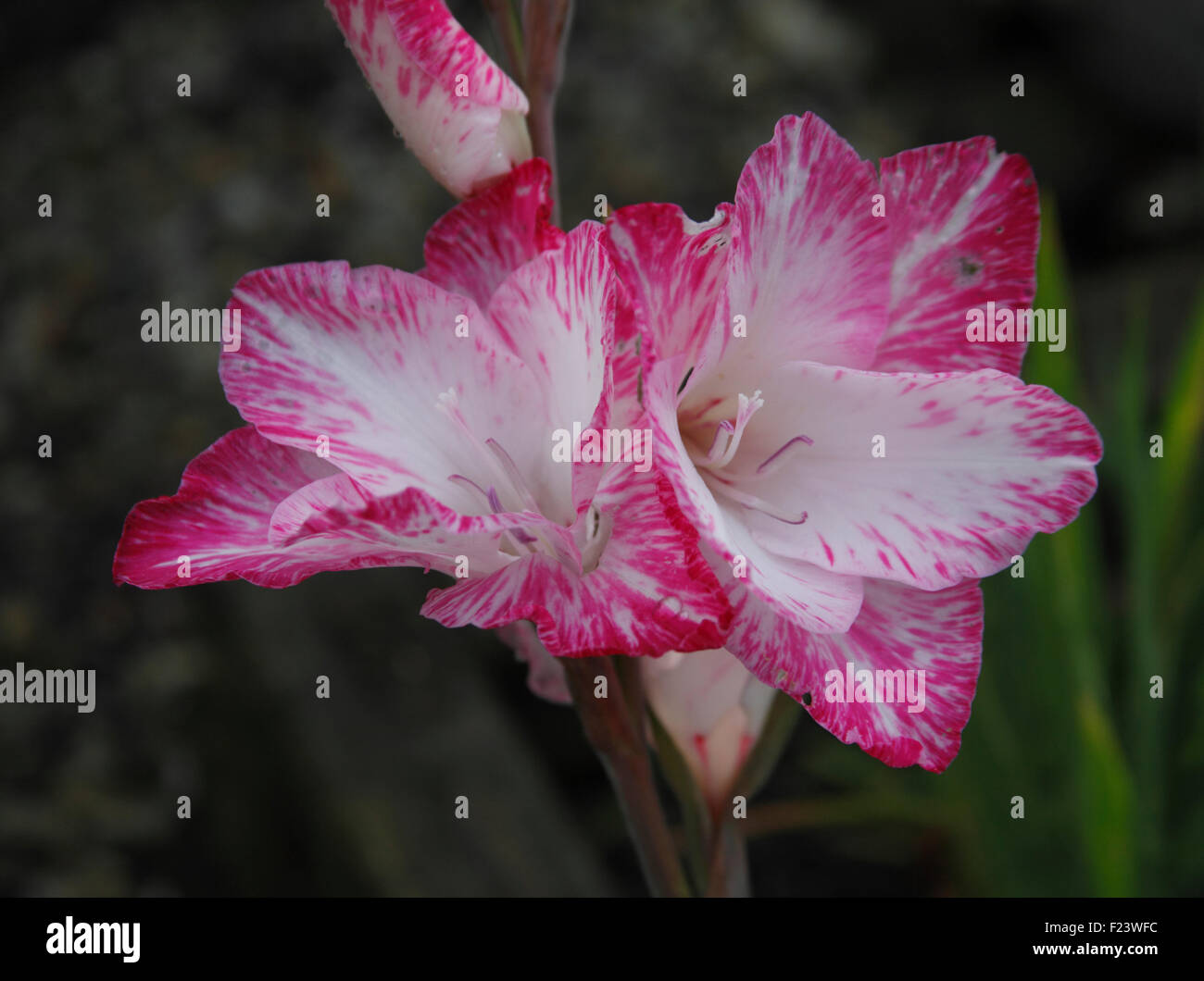 Minature gladioli close up of flower Stock Photo