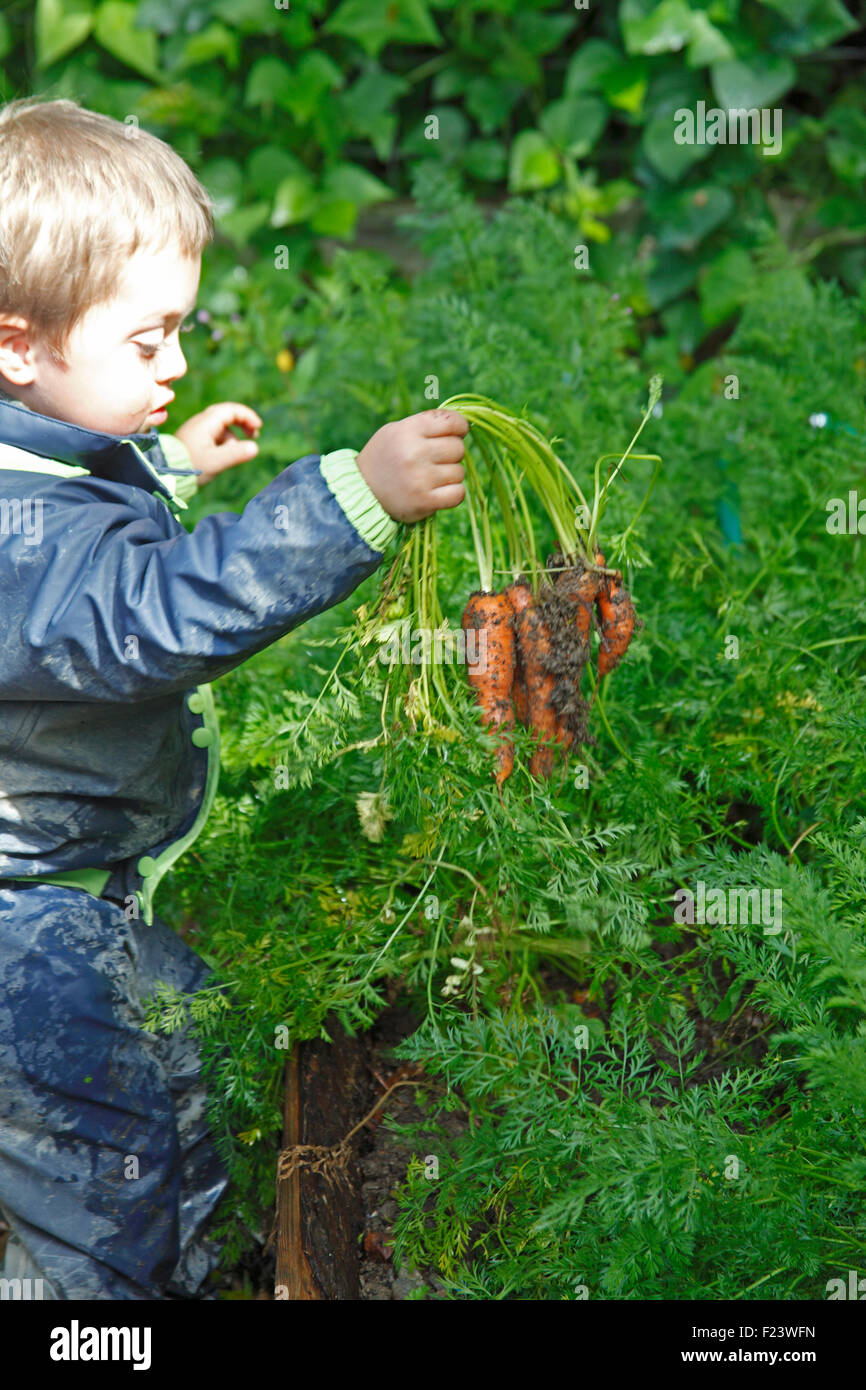 Young boy pulling carrots in a raised bed Stock Photo