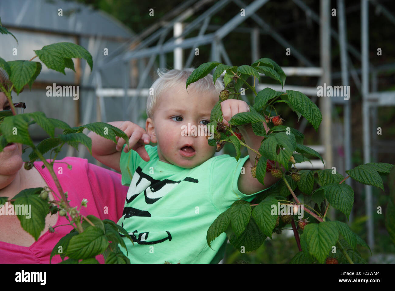 Toddler picking raspberries Stock Photo