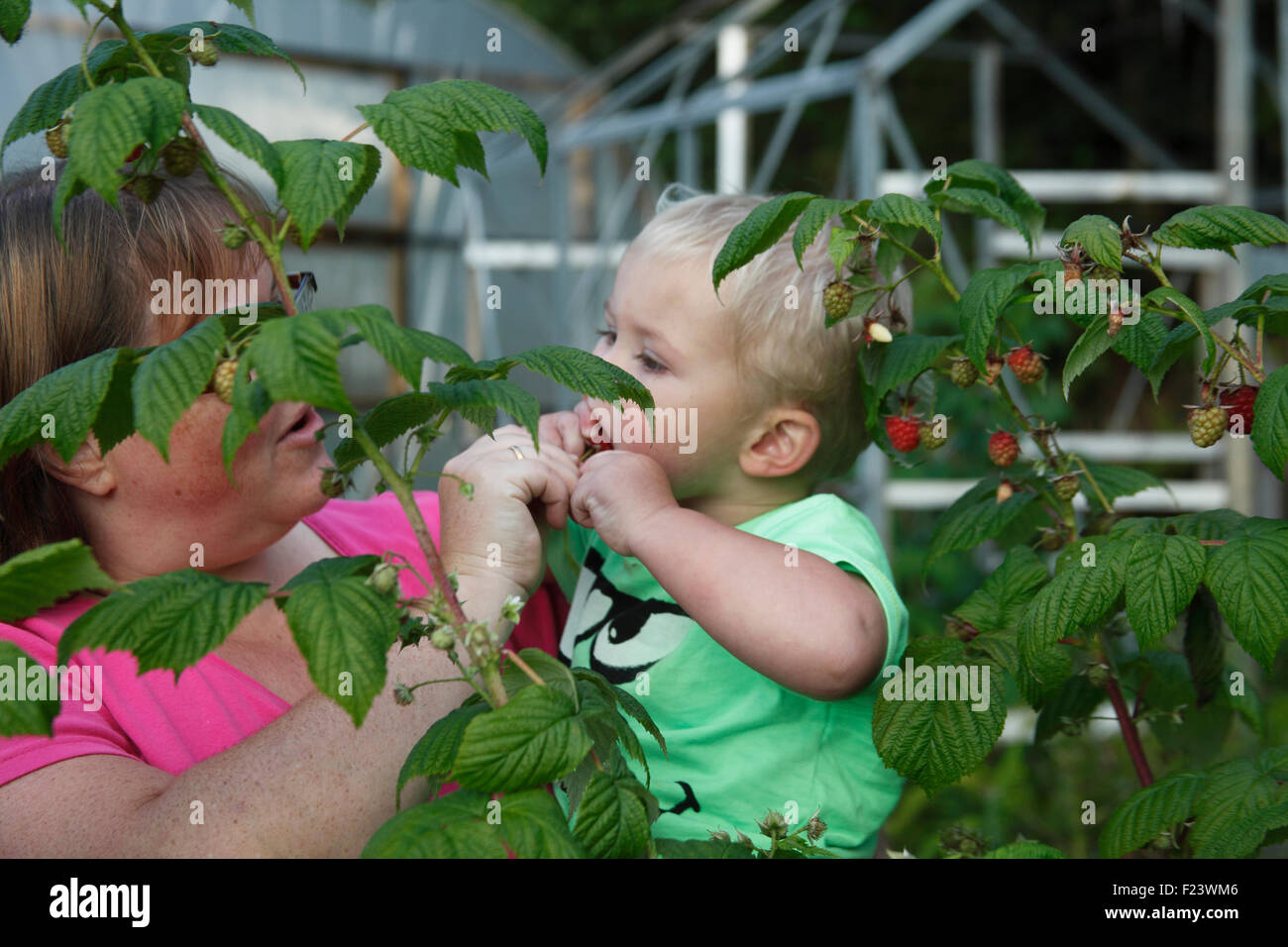 Toddler picking raspberries in late August Stock Photo