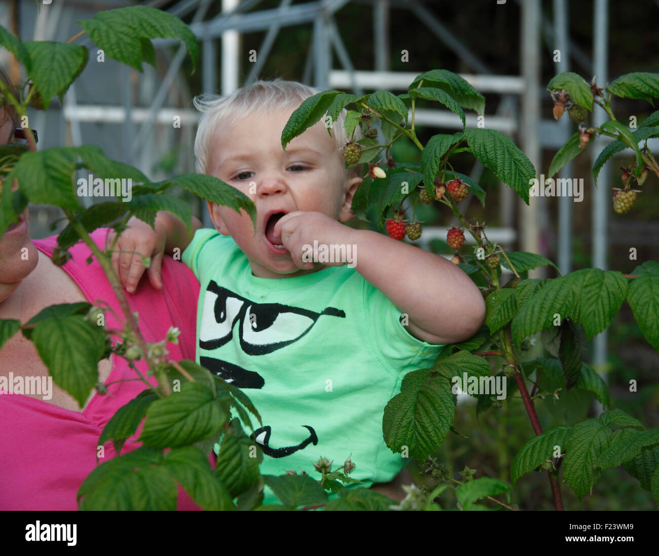 Toddler picking and eating raspberries Stock Photo