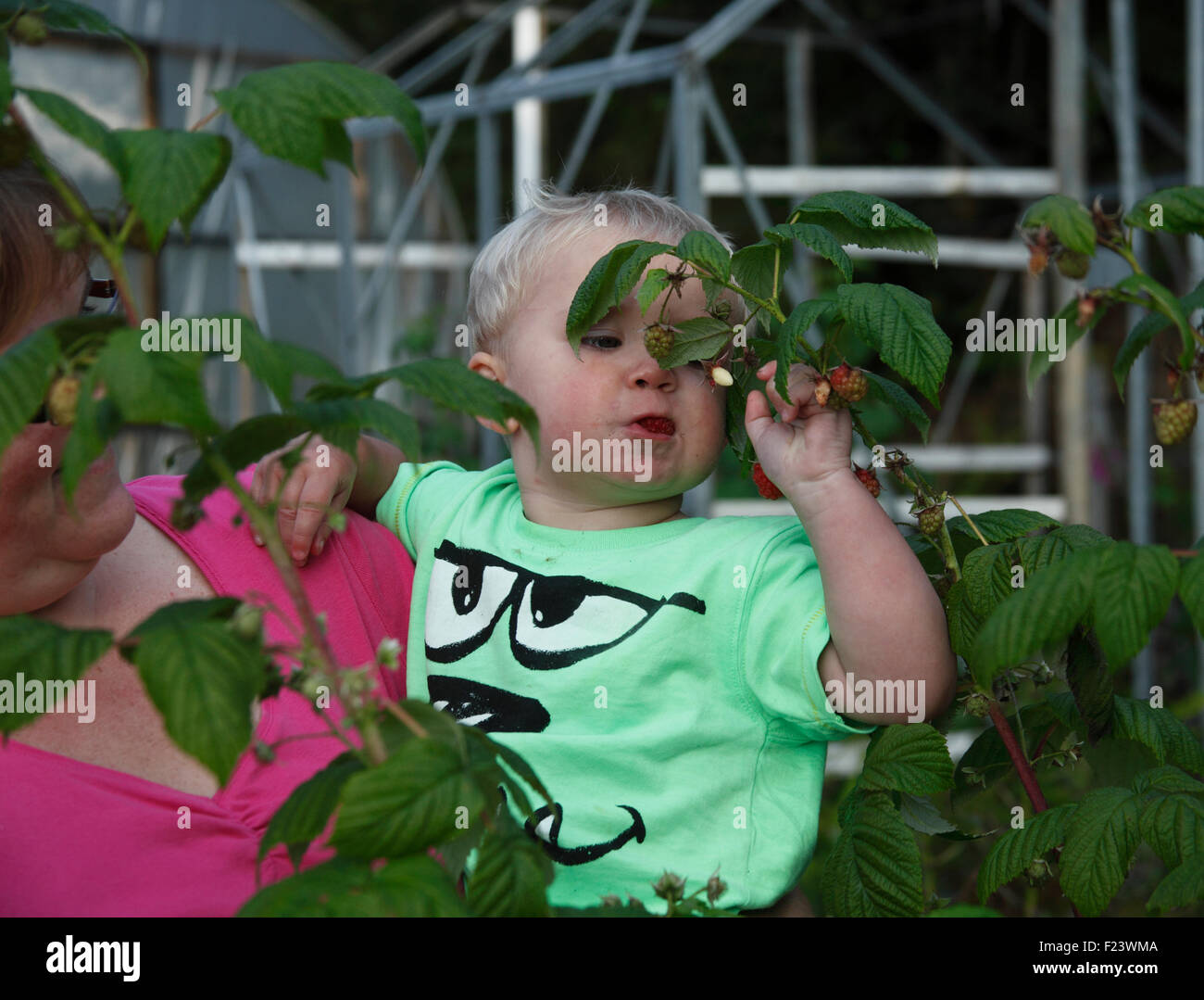Toddler eating raspberry Stock Photo
