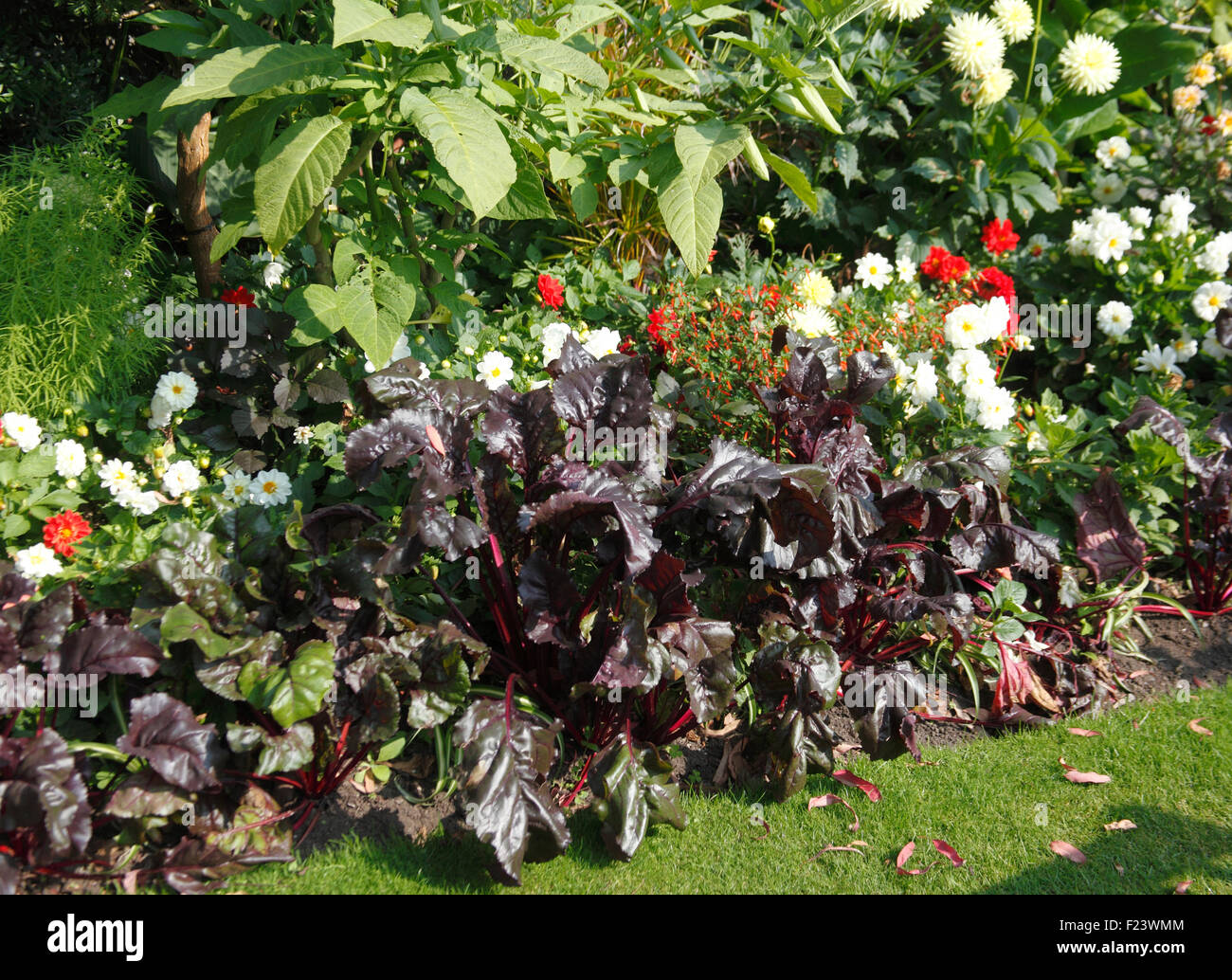 Beta vulgaris using beet to provide colour and texture in a flower border Stock Photo