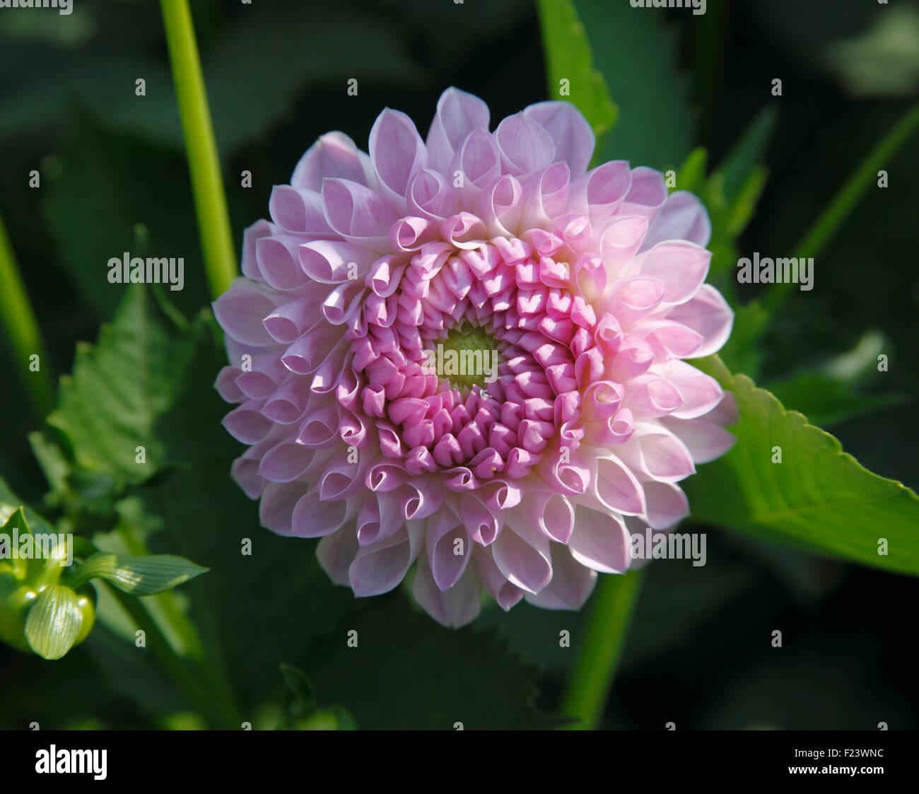 Dahlia ‘Claire de Lune’ Collarette close up of flower Stock Photo - Alamy