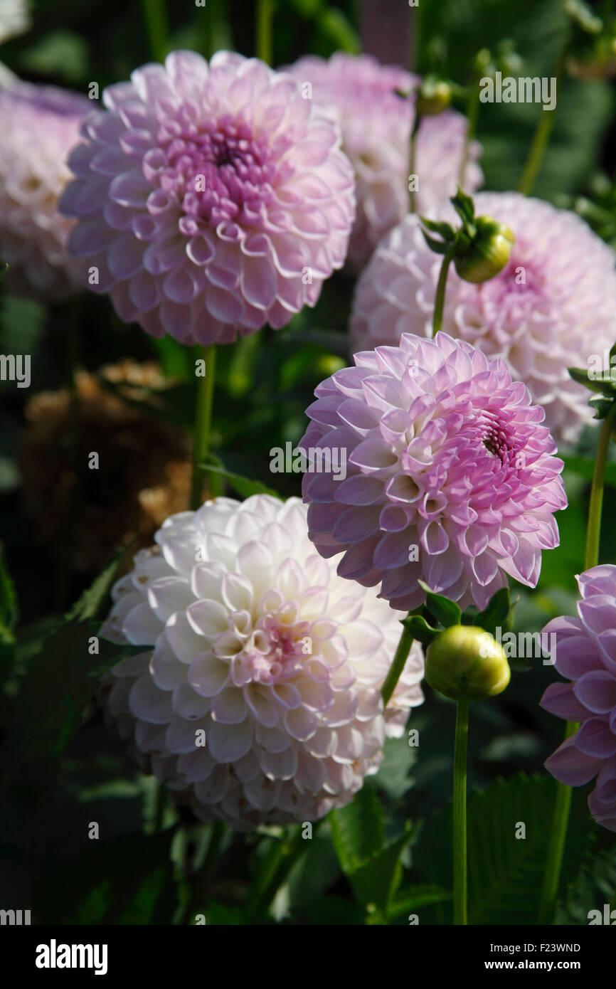 Dahlia ‘Claire de Lune’ Collarette plant in flower Stock Photo - Alamy