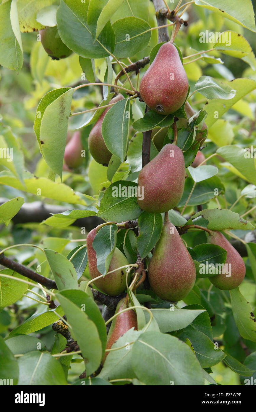 Pyrus communis 'Vicar of Winkfield' Pear ripening on tree Stock Photo