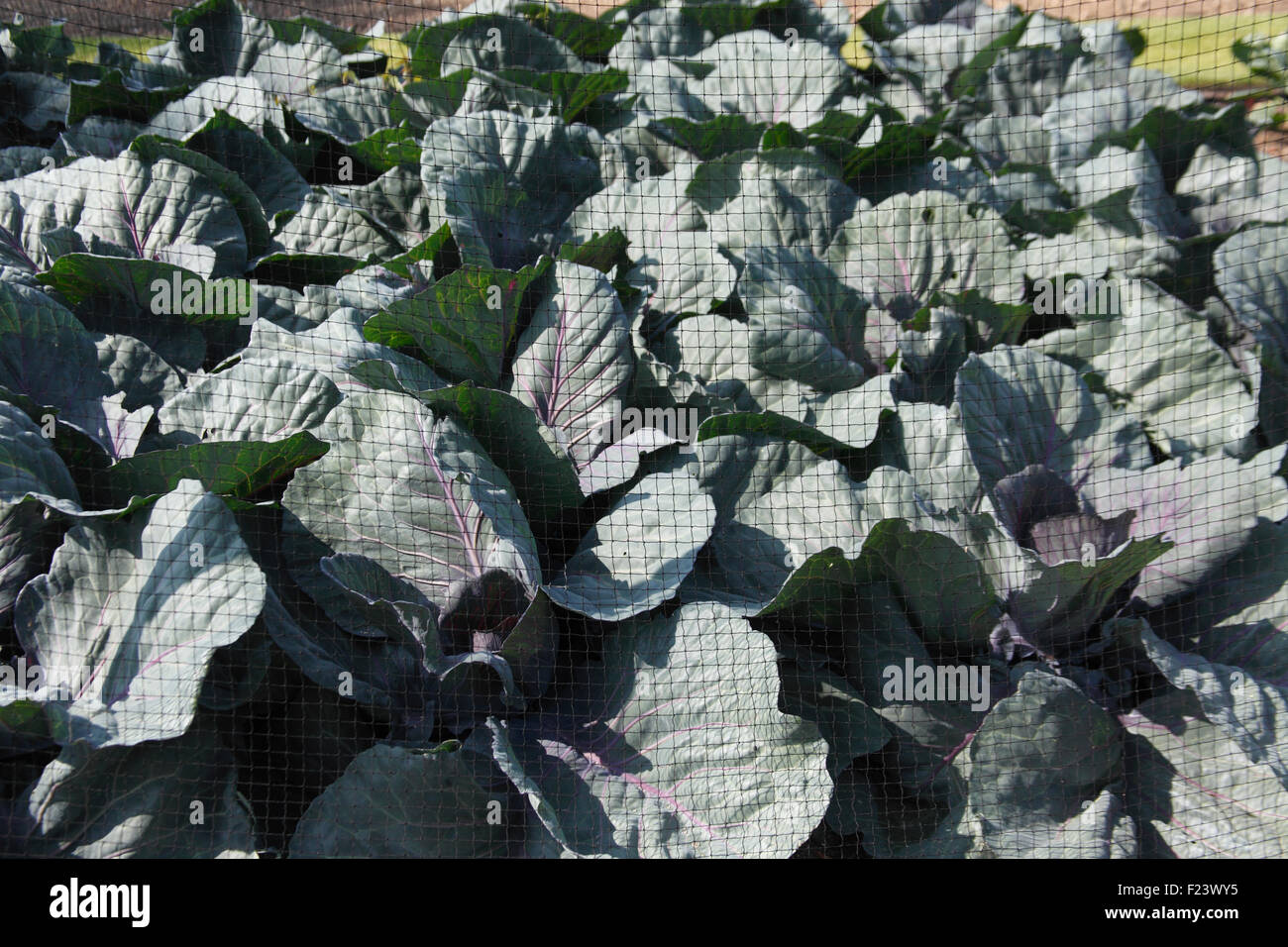 Use fine netting to protect cabbages from butterfly attack Stock Photo