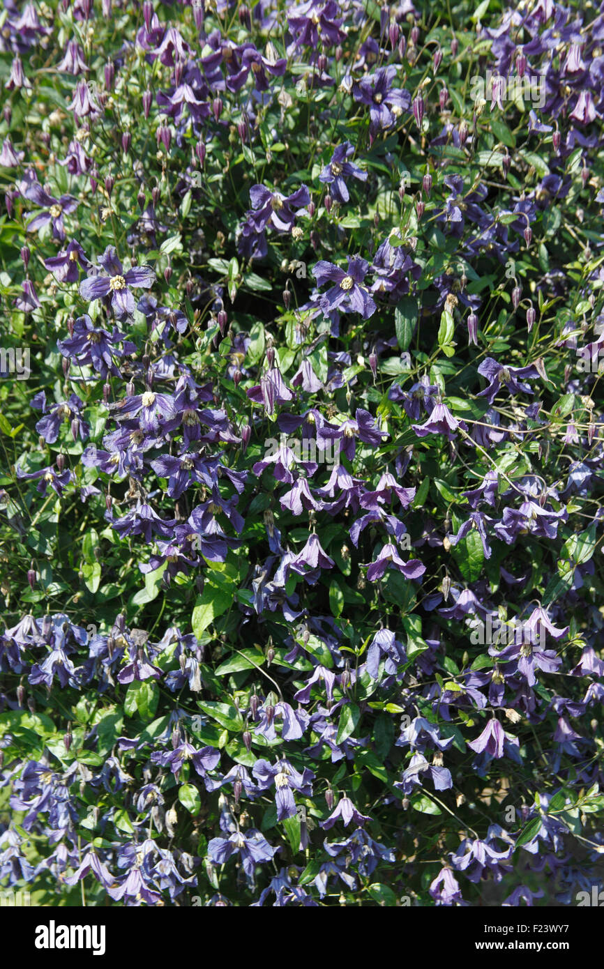 Clematis integrifolia plant in flower Stock Photo