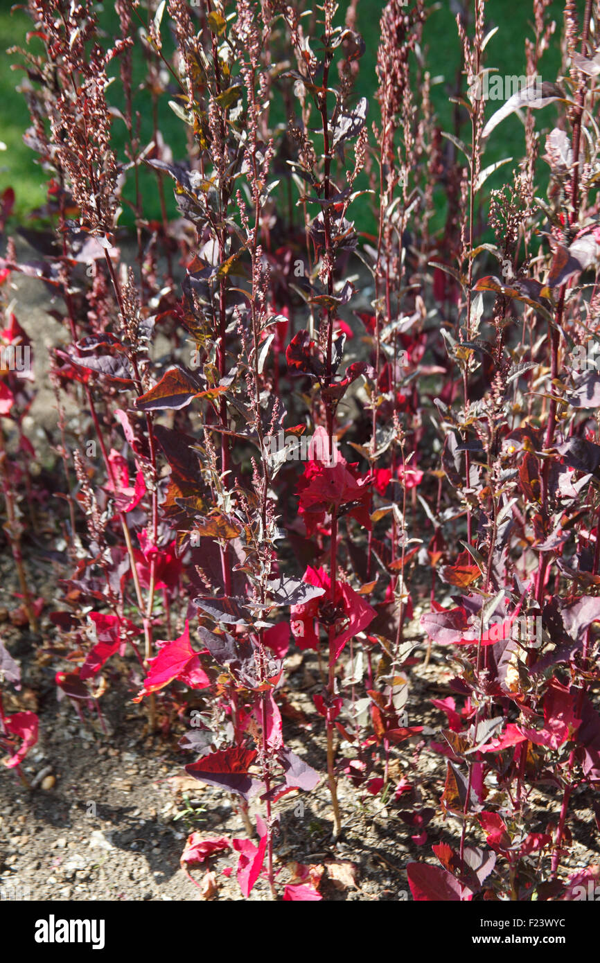 Atriplex hortensis var rubra plants in flower Stock Photo