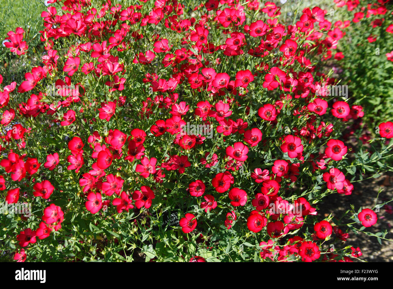 Linum grandiflorum 'Rubrum' plants in flowers Stock Photo