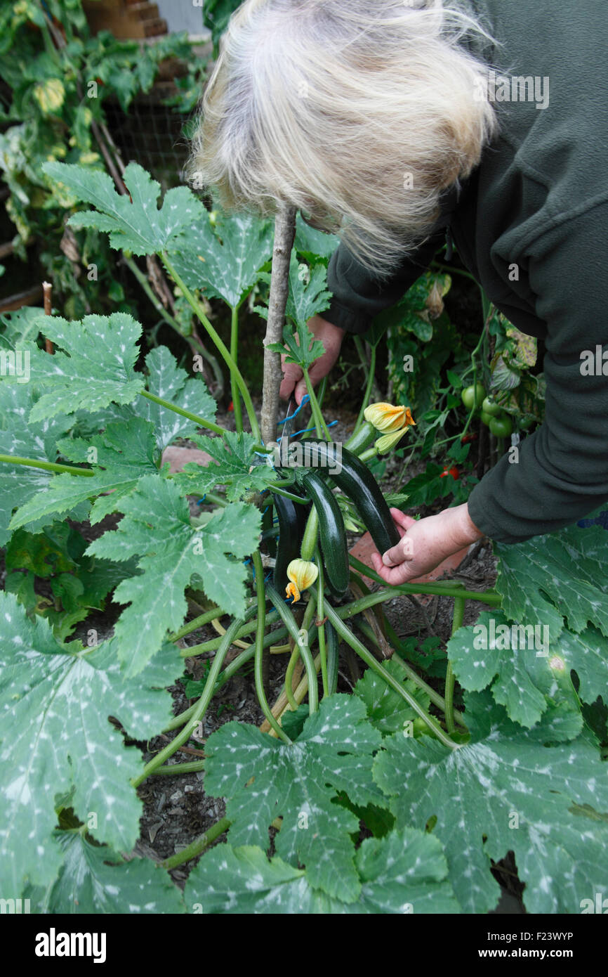 Cutting courgettes in poly tunnel Stock Photo Alamy