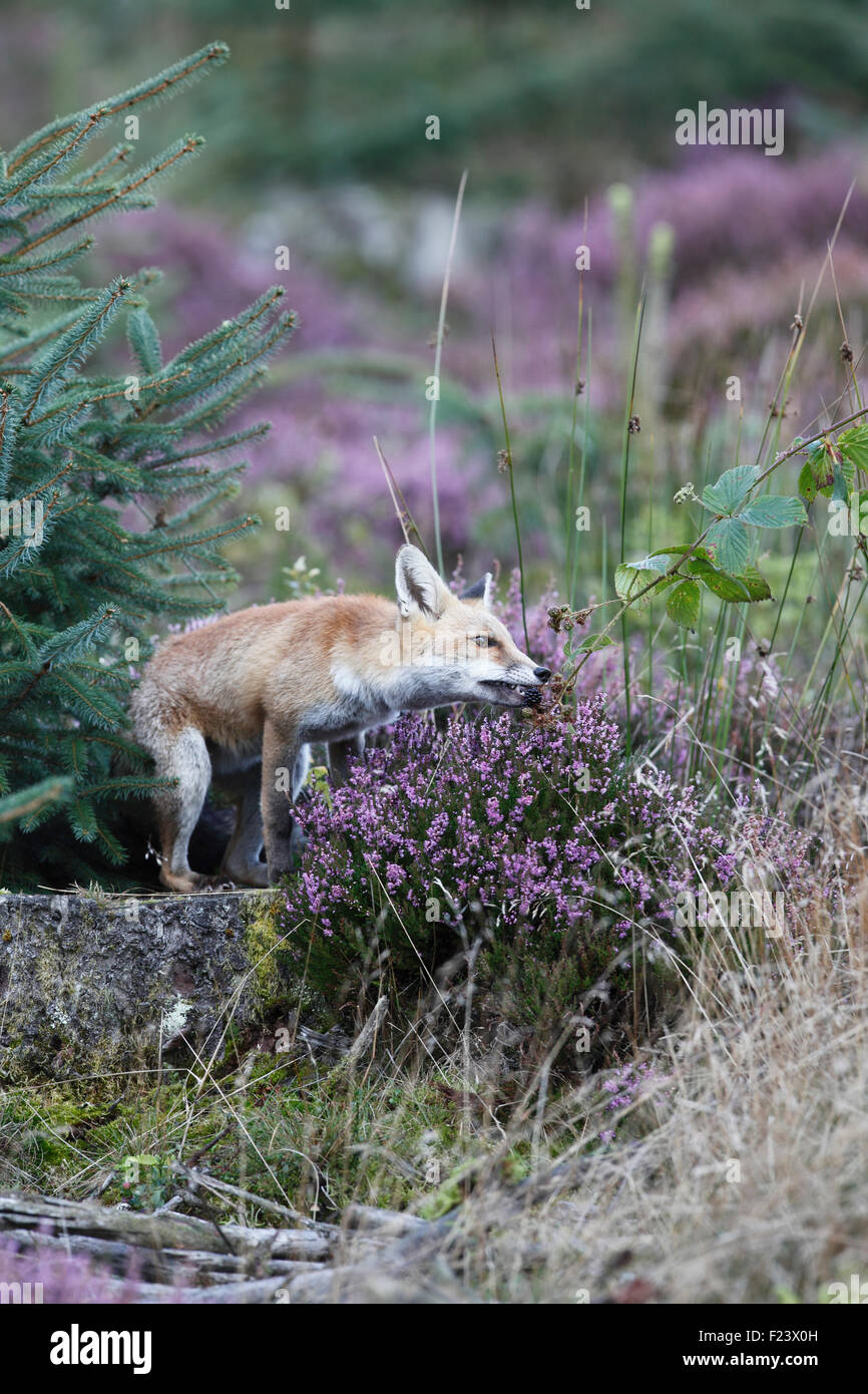Vulpes vulpes Red fox eating blackberries Stock Photo - Alamy