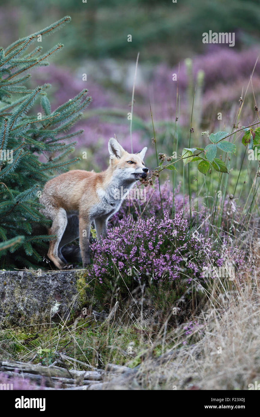 Vulpes vulpes Red fox eating blackberries Stock Photo - Alamy