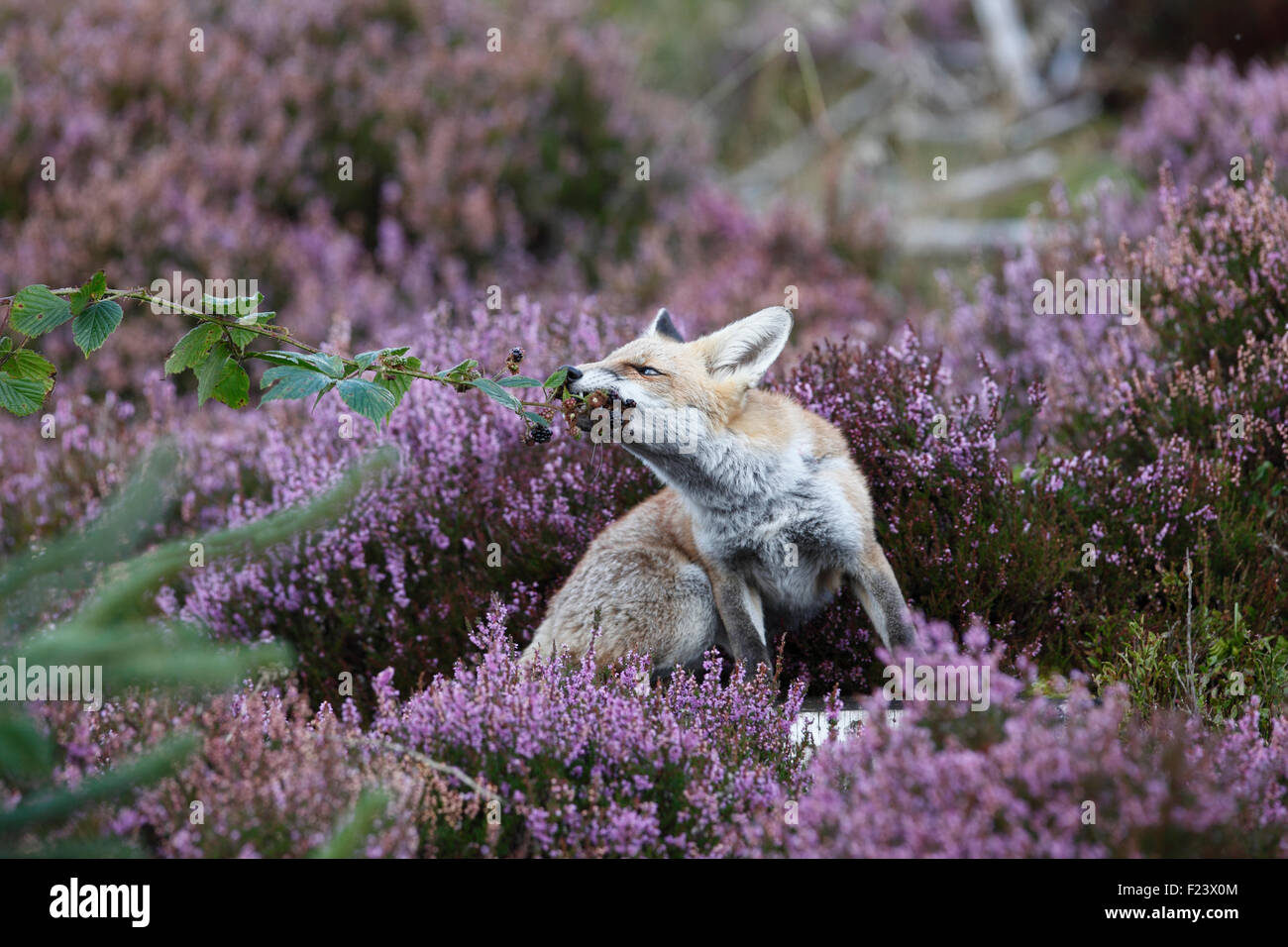 Vulpes vulpes Red fox eating blackberries Stock Photo - Alamy