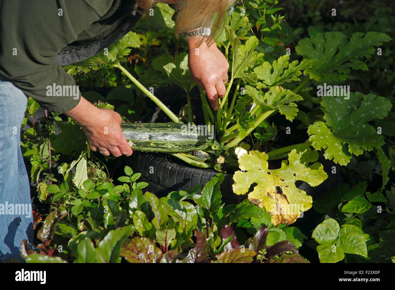 Cutting a Marrow growing in a tyre Stock Photo