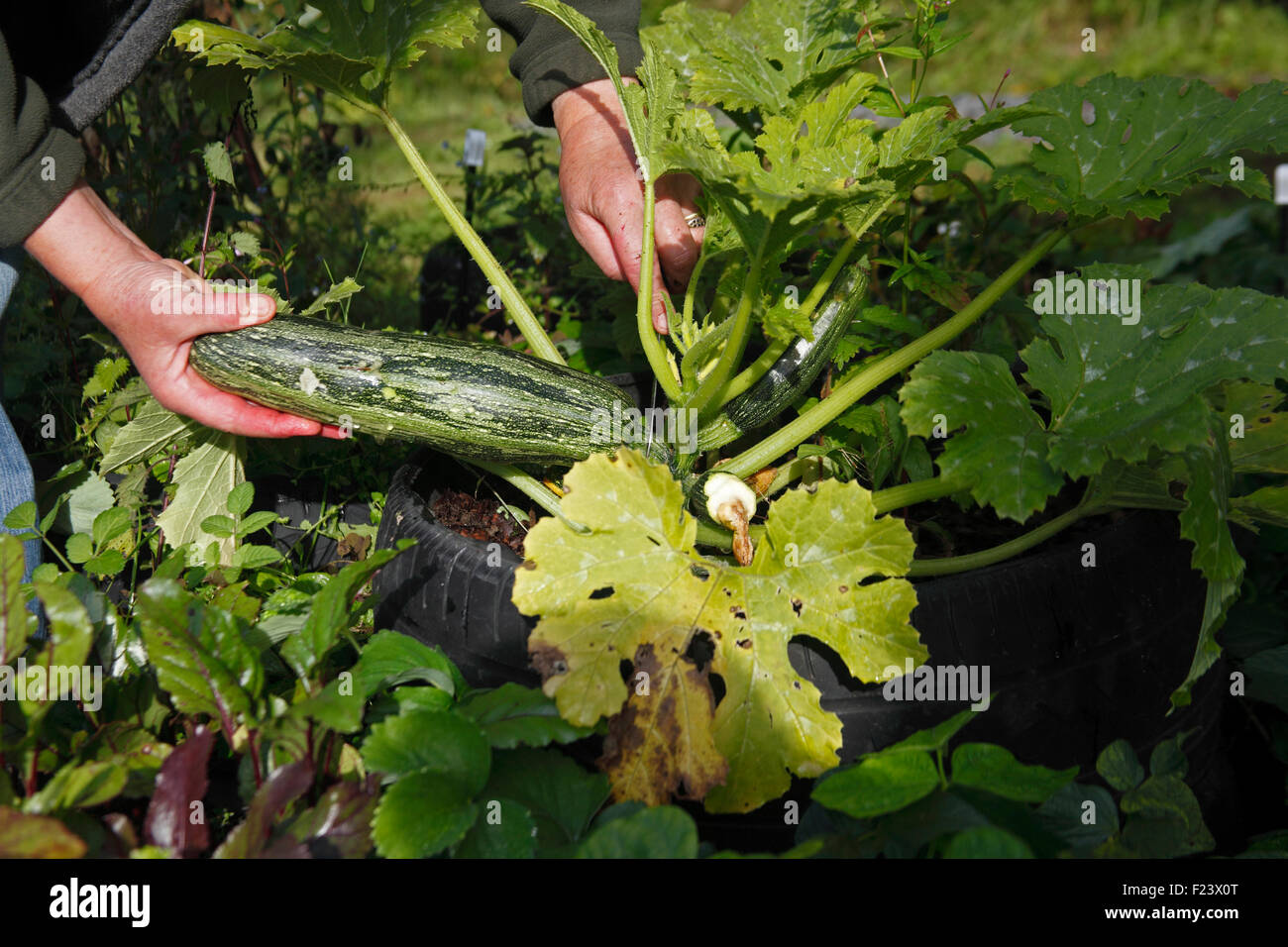 Harvesting a Marrow growing in a tyre garden Stock Photo