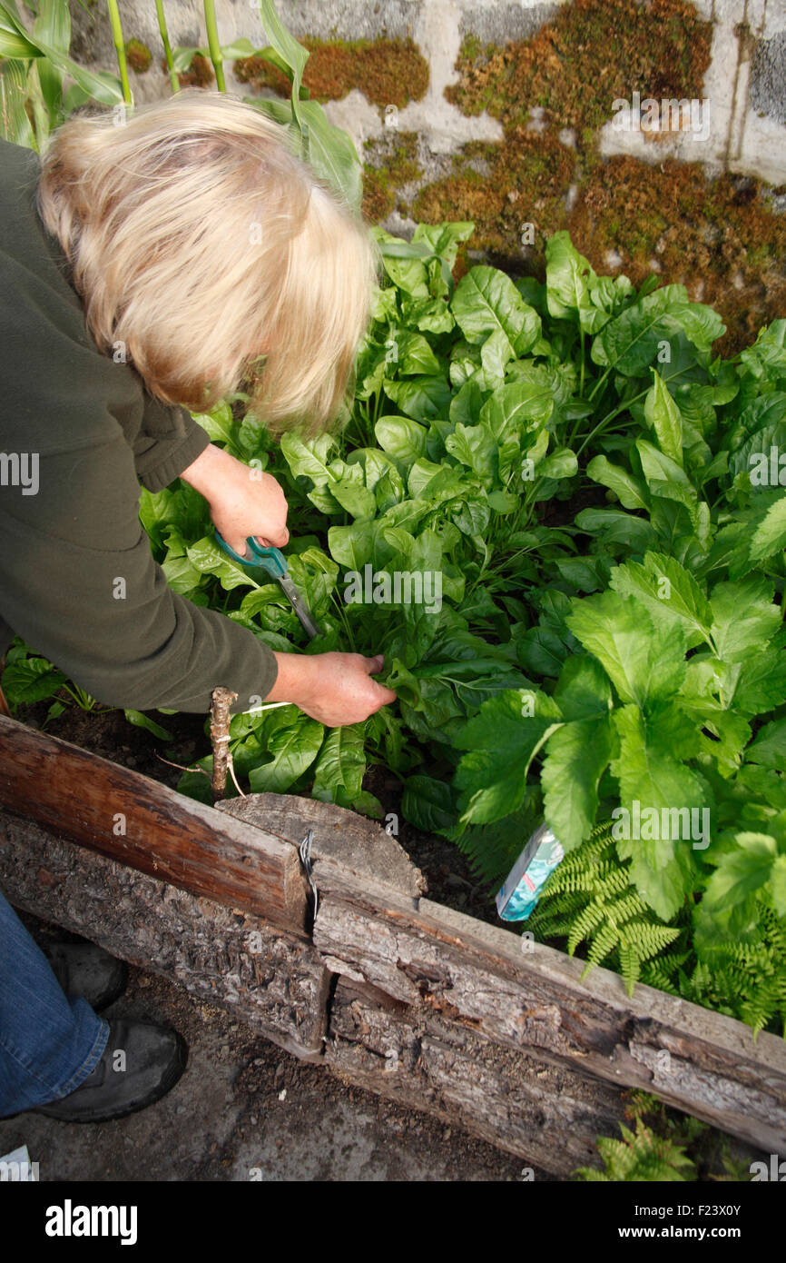 Harvesting Spinach beet growing in polytunnel Stock Photo Alamy