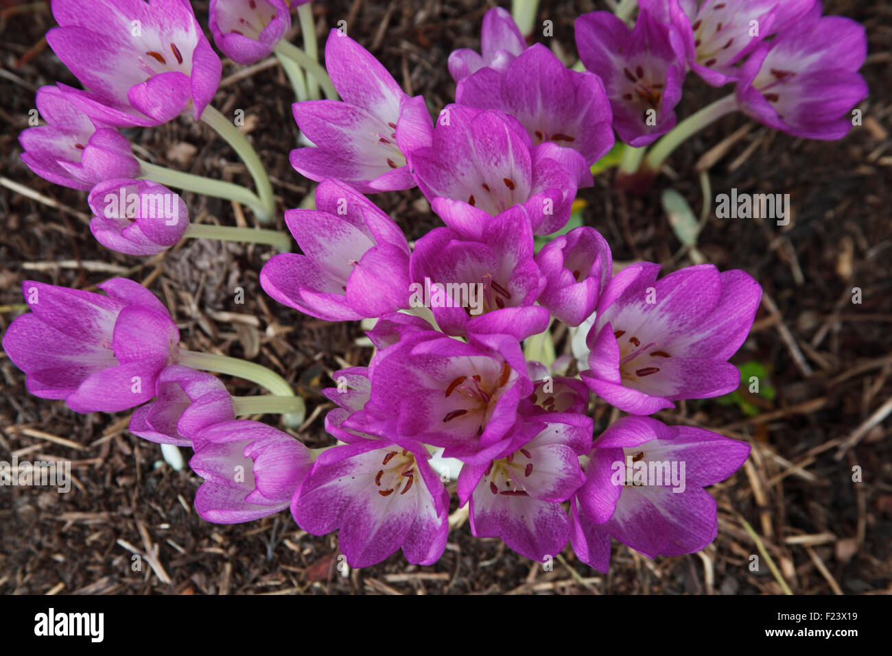 Colchicum 'Glory of Heemstede' Autumn crocus close up of flowers Stock Photo