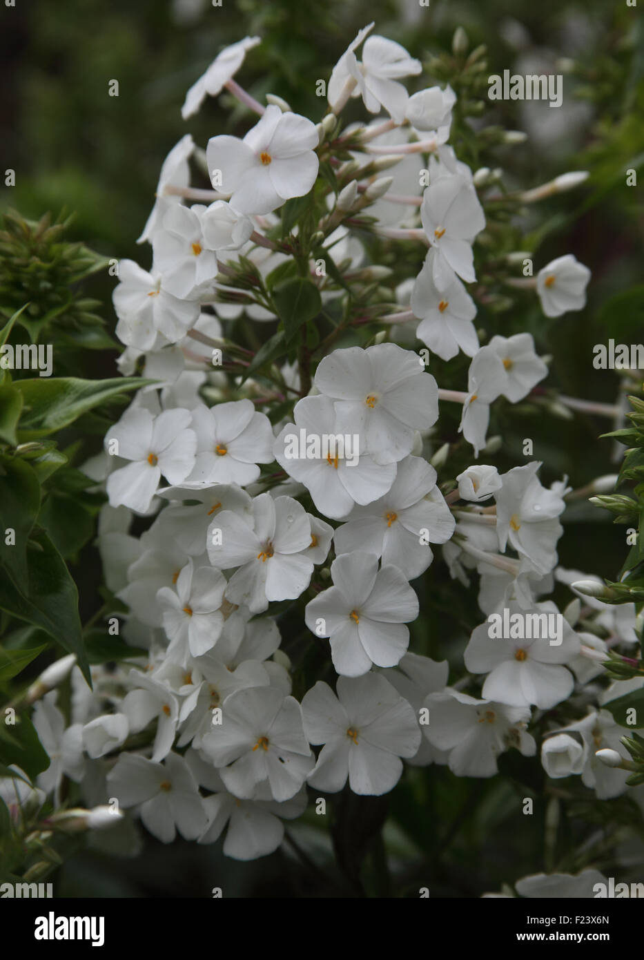 Phlox paniculata 'David' close up of flowers Stock Photo