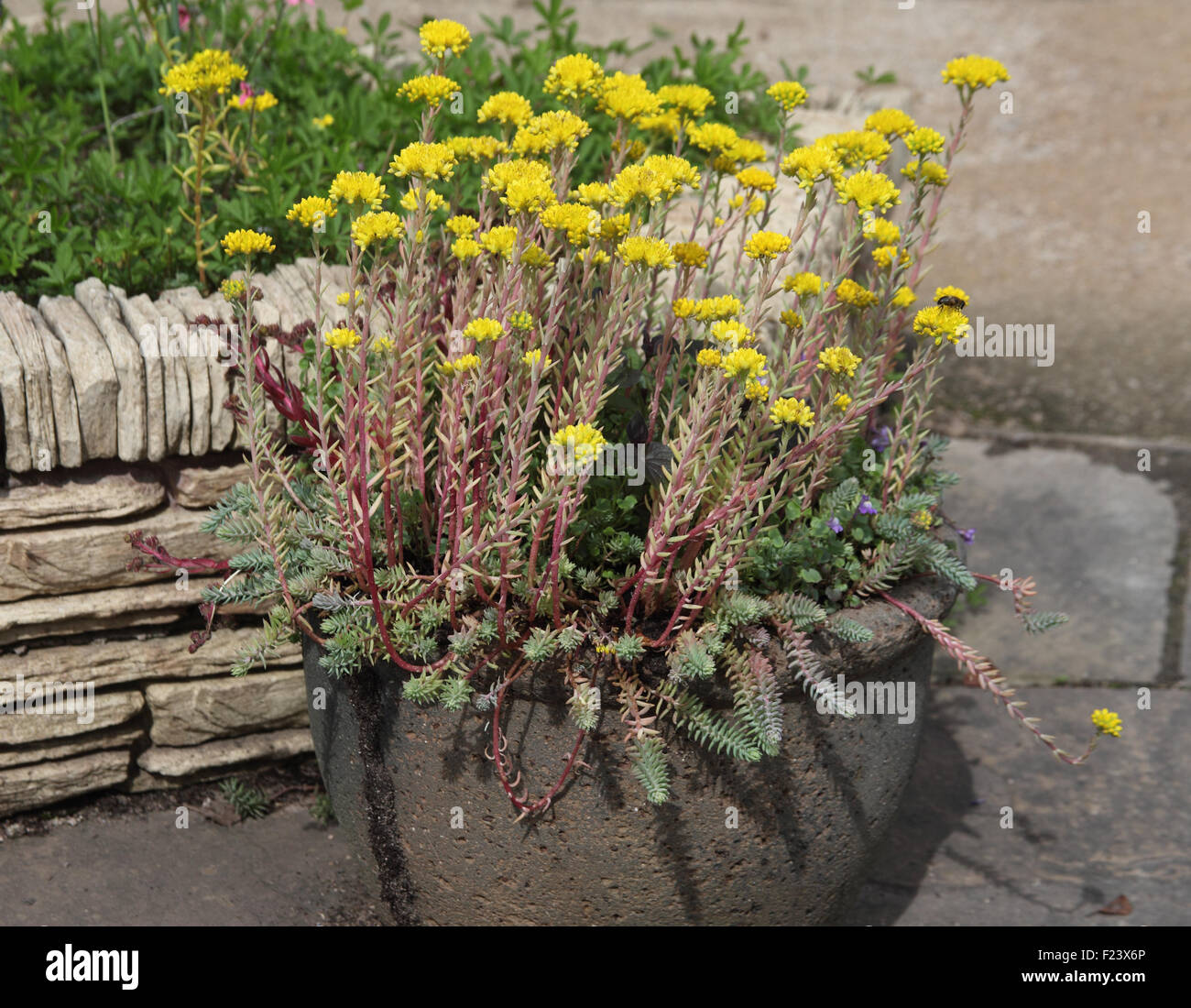 Sedum rupestre 'Reflexum' plant in flower in patio planter Stock Photo