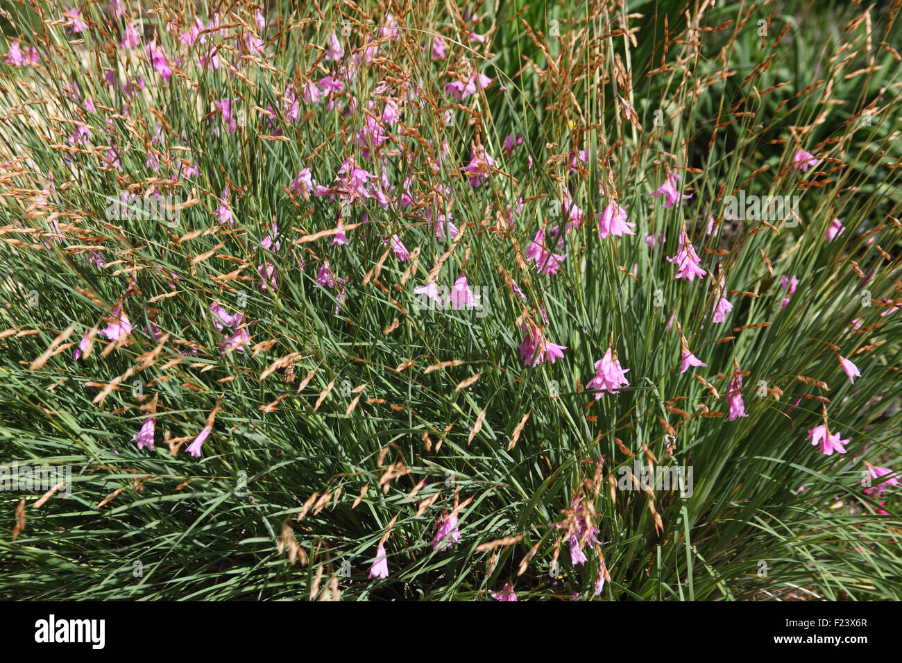 Dierama dracomontanum plants in flower Stock Photo